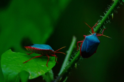 Cute blue bugs